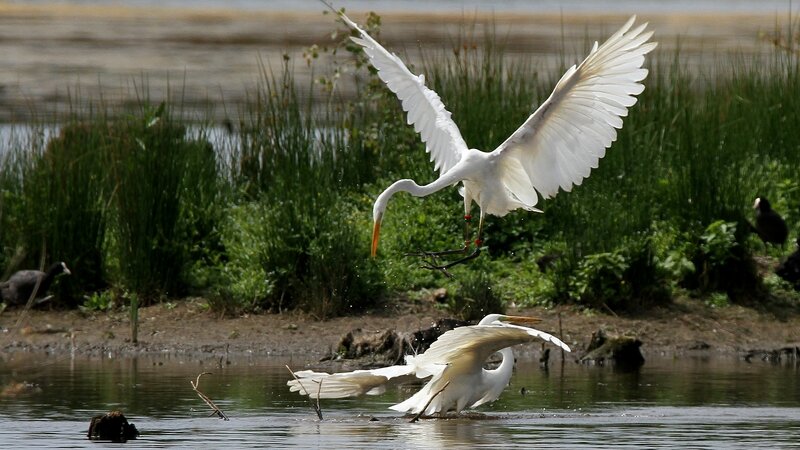 AIGRETTE Grande - Egretta Alba 8