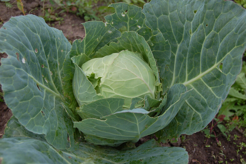 cabbage-1637385_1920