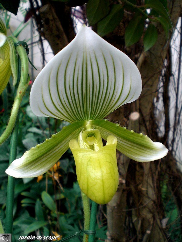 Paphiopedilum 'gabriel de Valec' - Sabot de Vénus