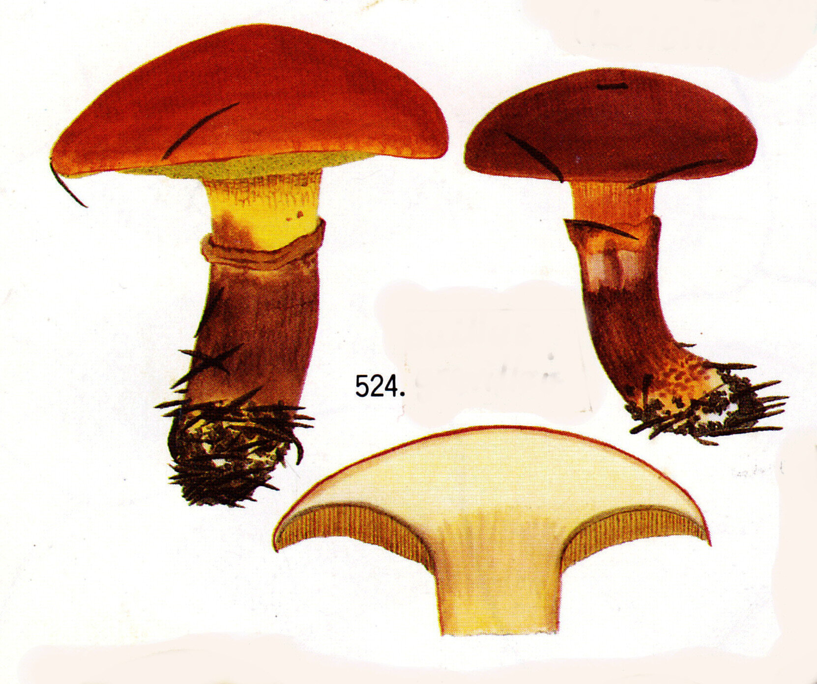 IH 1 pl 74 524 Suillus grevillei