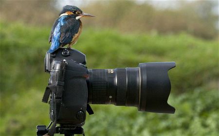 kingfisher-camera_2219752i[1]
