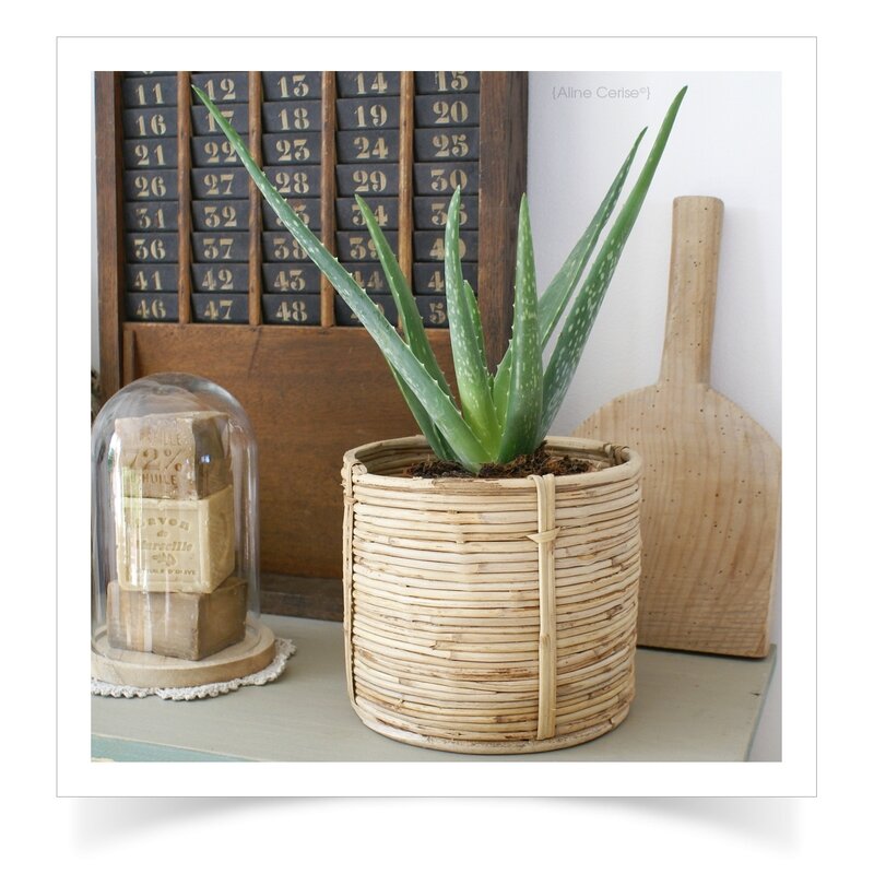 Aloe-Vera-cache-pot-bambou1