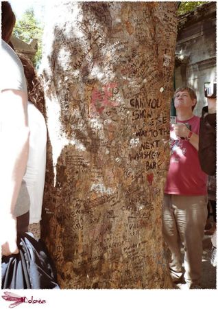 arbre pere lachaise