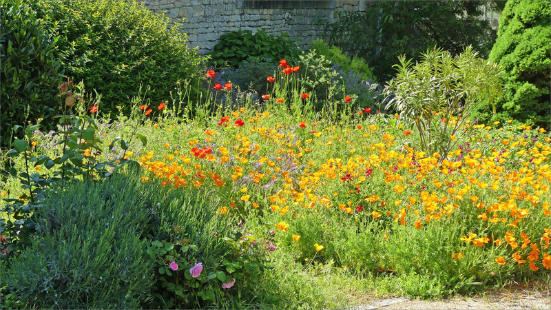 Jardin SH fleurs 120523 3
