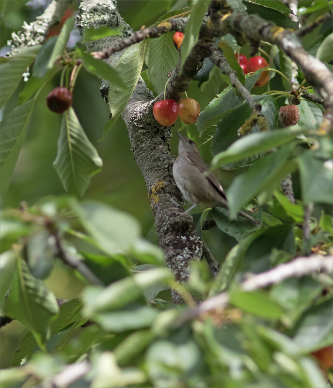 Cerisier oiseaux étourneau 190620 7 ym