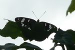 P1400358_papillon_1_flamb_