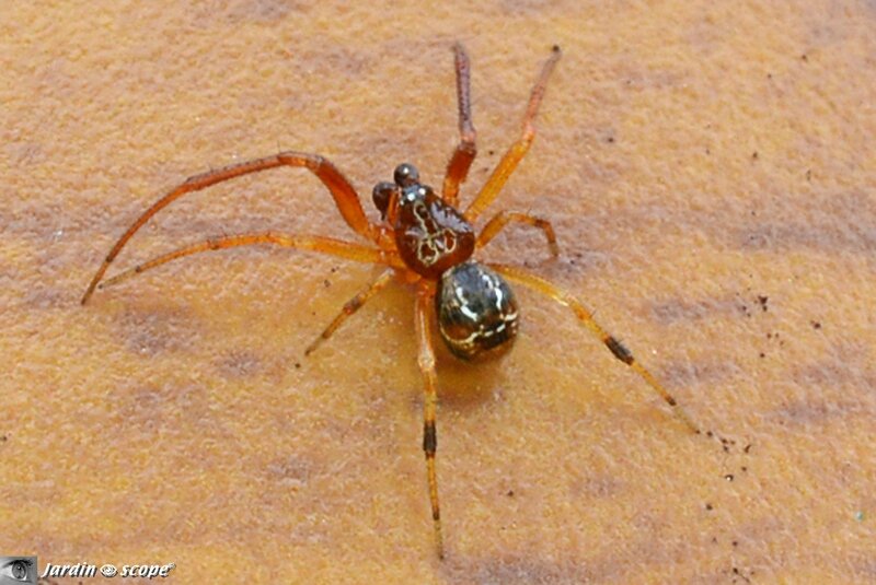 Theridion sp.