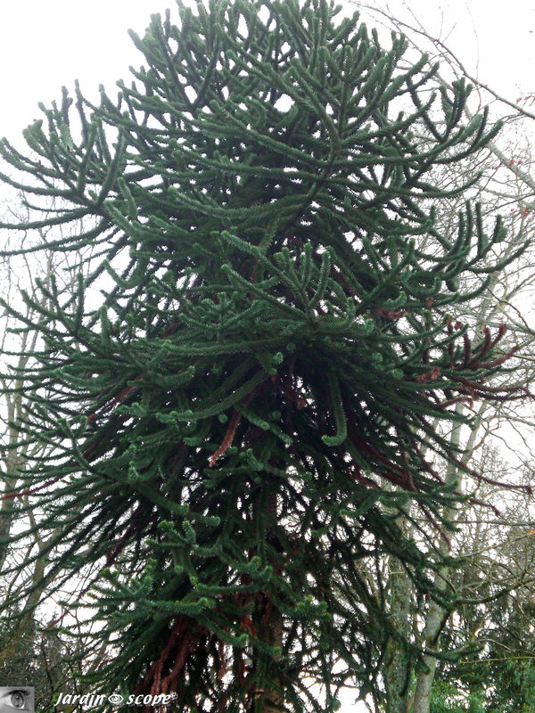 Désespoir des singes • Araucaria araucana • Famille Araucariacea