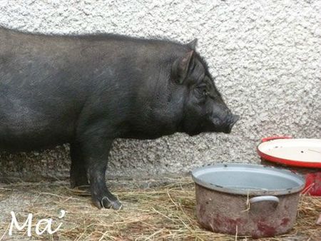 cochon_noir_121021