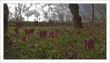 Galuchet_coquelourdes_route_210310