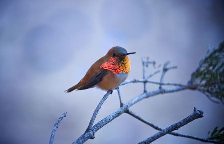 national_geographic_photo_contest_2011_07_625x401