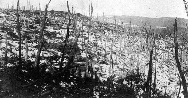 foret du vieil armand dévastées