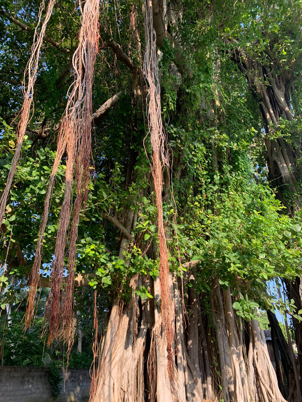 Under the banyan tree