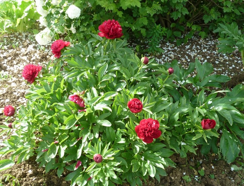 Pivoines Rubra Plena