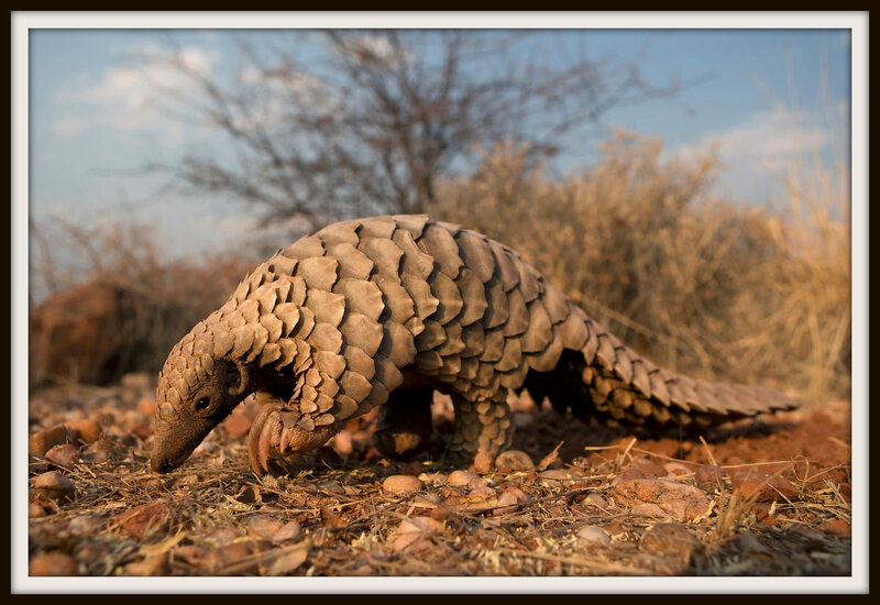 pangolin