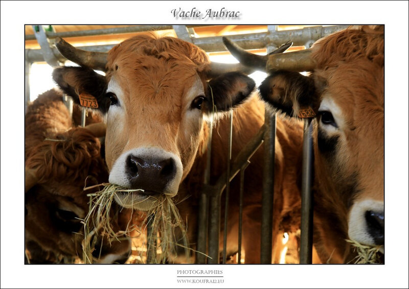 Photos JMP©Koufra 12 - Le Caylar - Aubrac - 28122019 - 0012