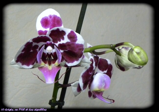 Orchidée parme