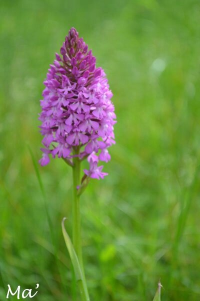 140519_orchis_pyramidal