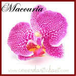 orchid_e_macouria