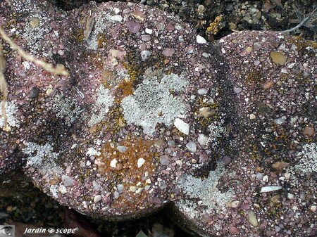 Lichen crustacé Lecanora gangaleoides