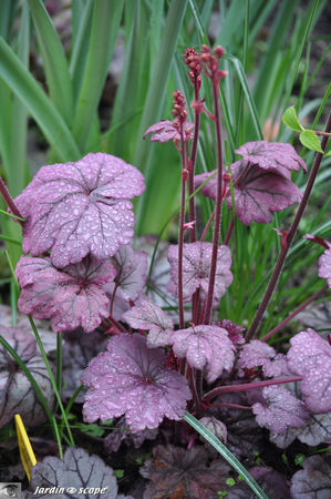 Heuchere_Sugar_plum