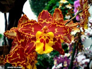Orchidee_Tiger_3