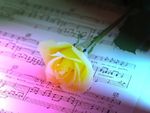 Musical_Yellow_Rose