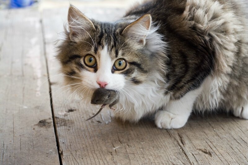 chat mange souris