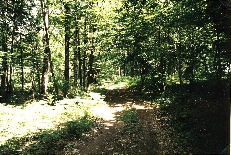 chemin boisée près de la Combe Donzelle