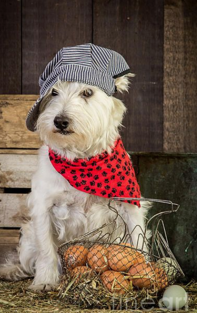 westie campagne