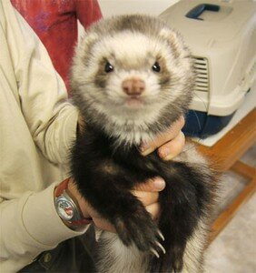 furet