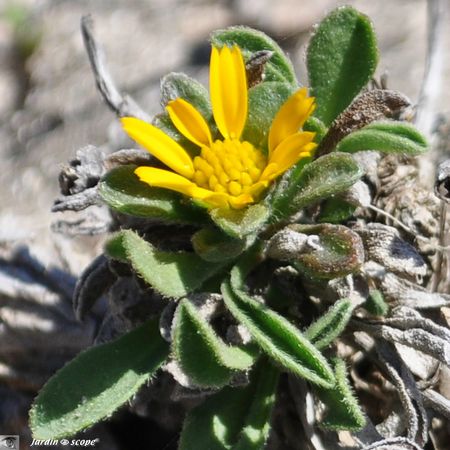 Asteriscus maritimum ou Odontospermum maritimum