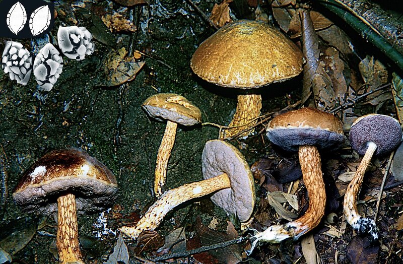 Austroboletus_fusisporus_sept_2001