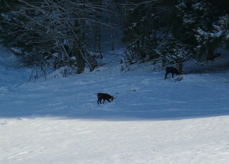 Les Chamois du fond du jardin