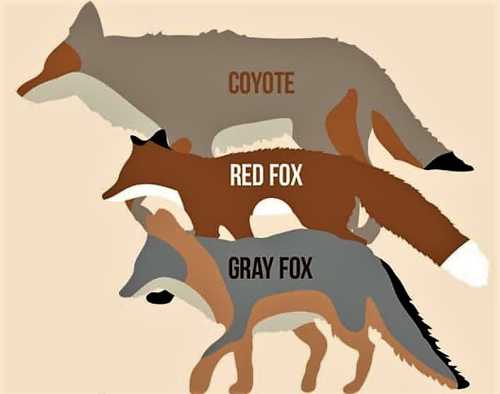sierra-nevada-red-fox-size-comparison