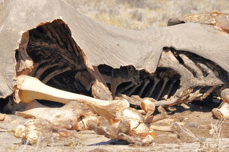 Chacal à chabraque dans une carcasse d'éléphant, parc d'Etosha, Namibie