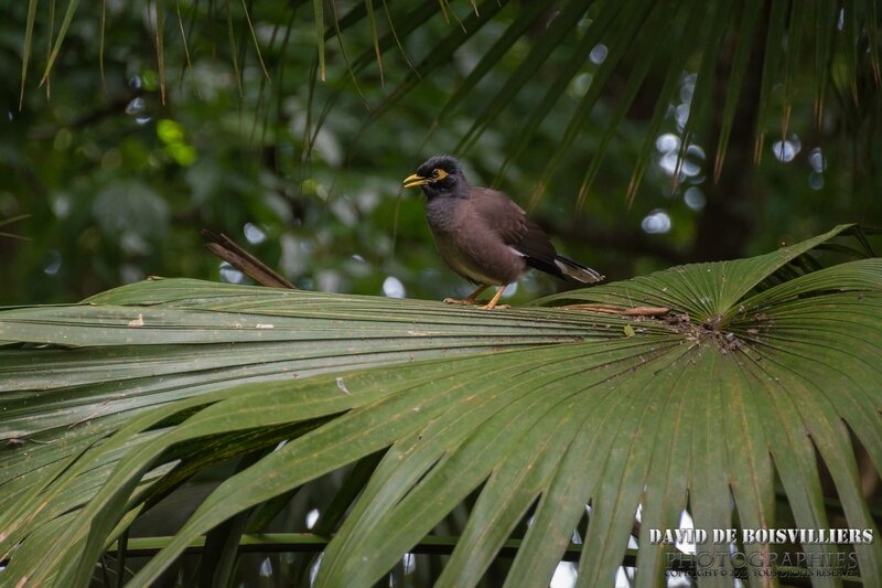 Martin triste (Acridotheres tristis)