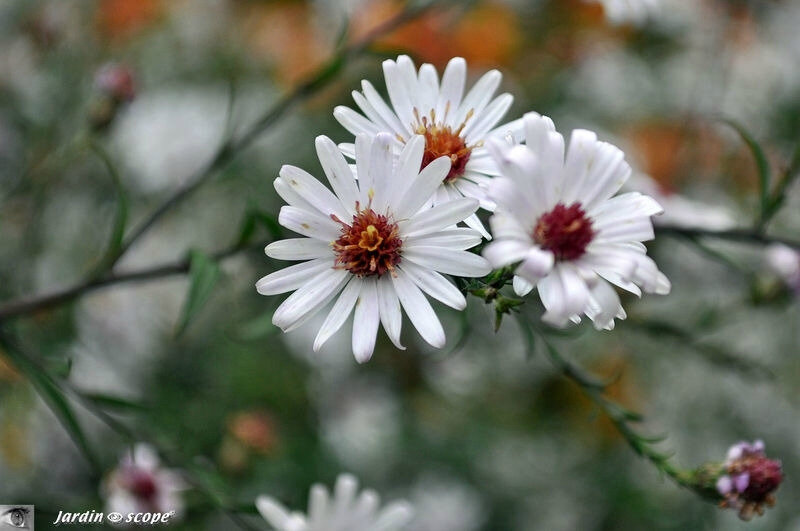Aster Beauté du Nord
