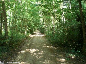 Sentier rive droite du Loiret