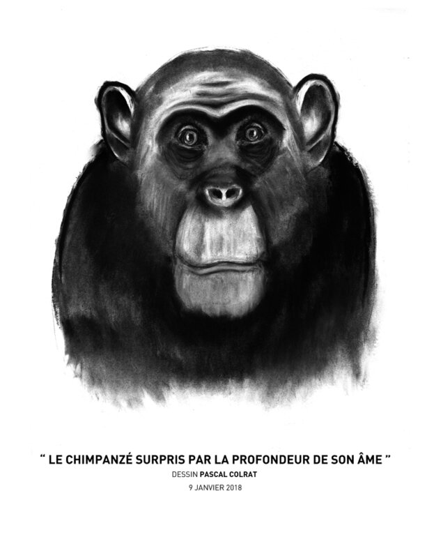 __le_chimpanze__surpris_par_la_profondeur_de_son_a_me___
