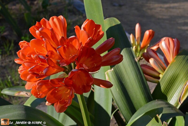 Clivia