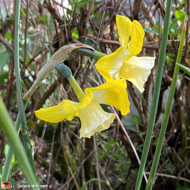 Narcisse-Hillstar-3