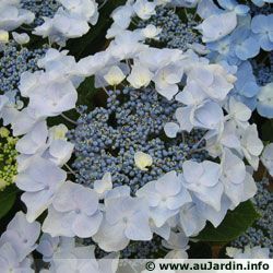 hydrangea-fleurs