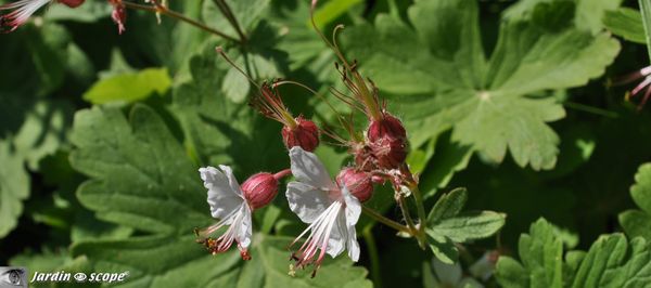 Geranium-macrorrhizum-Fleurs