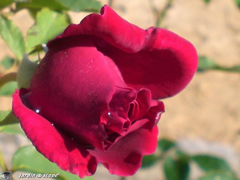 Rosier La belle Alsacienne