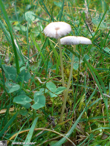 coprinus_plicatilis_V