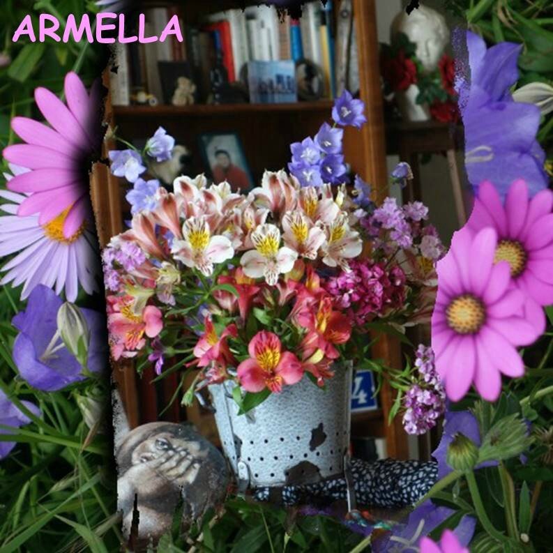 ARMELLA