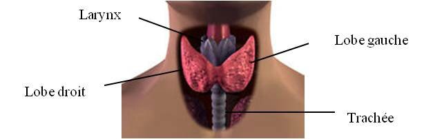 Thyroid gland French