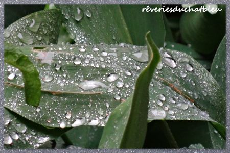 gouttes d'eau