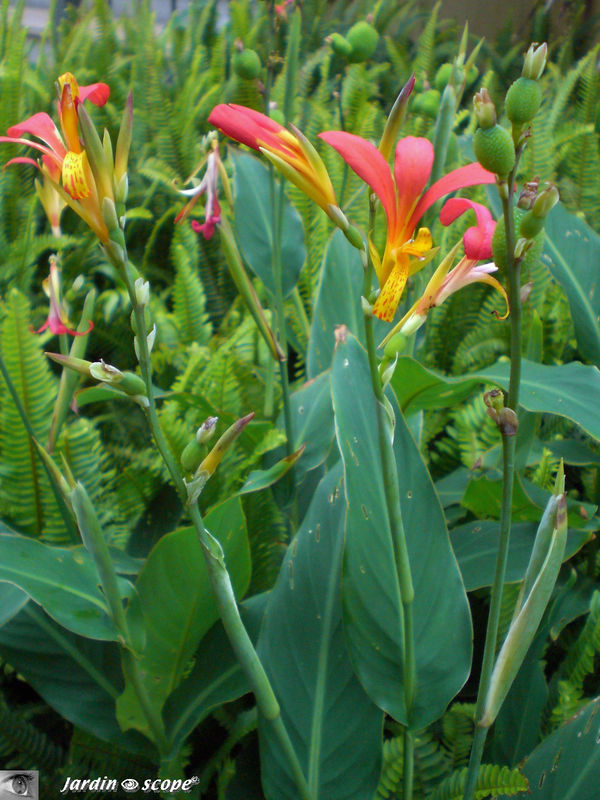 8899-Canna-glauca